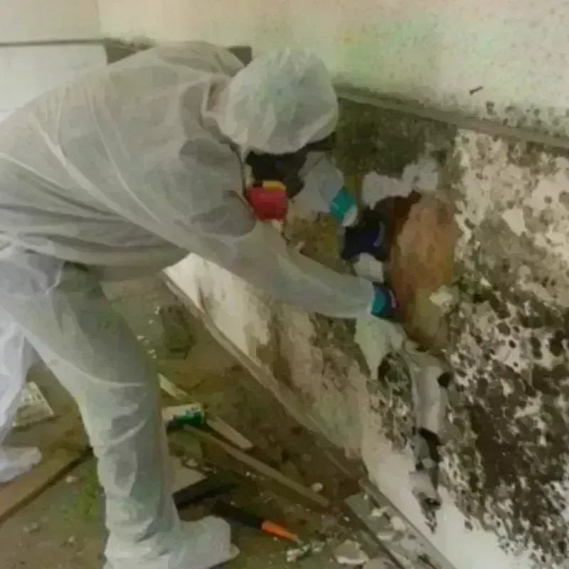 Mold Remediation and Removal in Pottsboro, TX